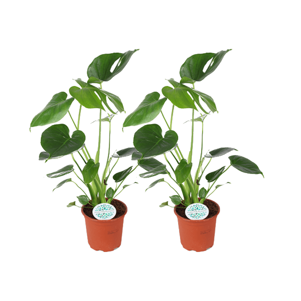 Monstera deliciosa - 2 pièces - ø14cm - ↕45cm - plantes d'intérieur