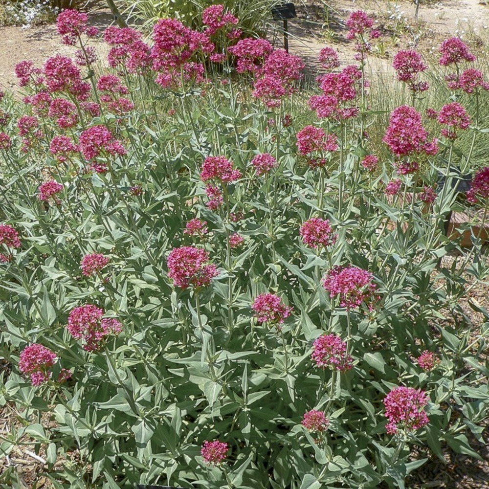 Valériane rouge godet de 8/9 cm