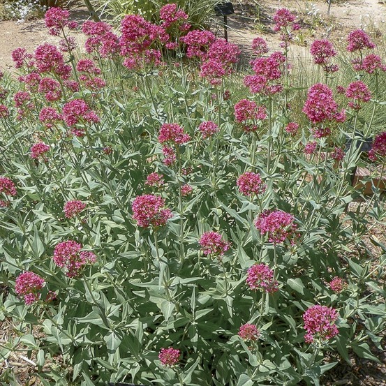 Valériane rouge godet de 8/9 cm