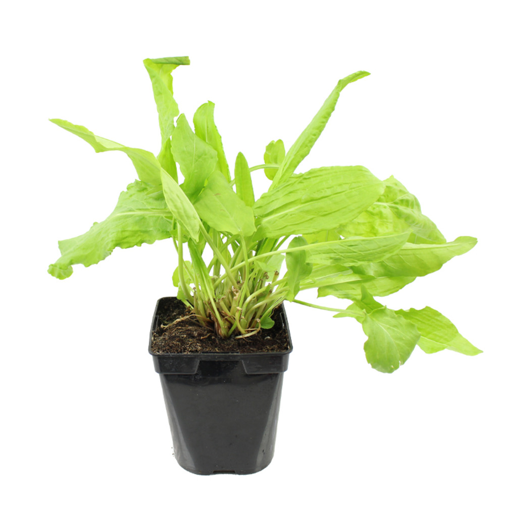 Plant de Oseille verte pot de 1l