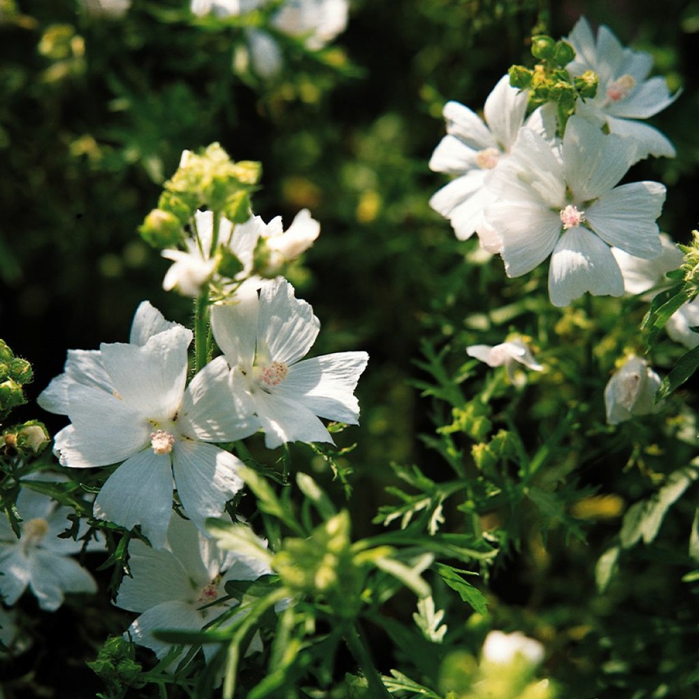 Mauve musquée 'snow white' le sachet de 40 graines environ (0,1g)