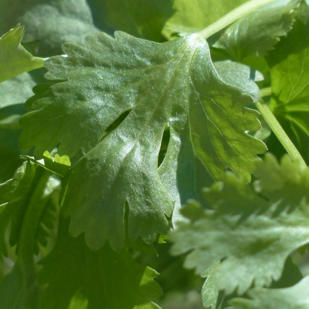 Graines de coriandre - vilmorin sachet