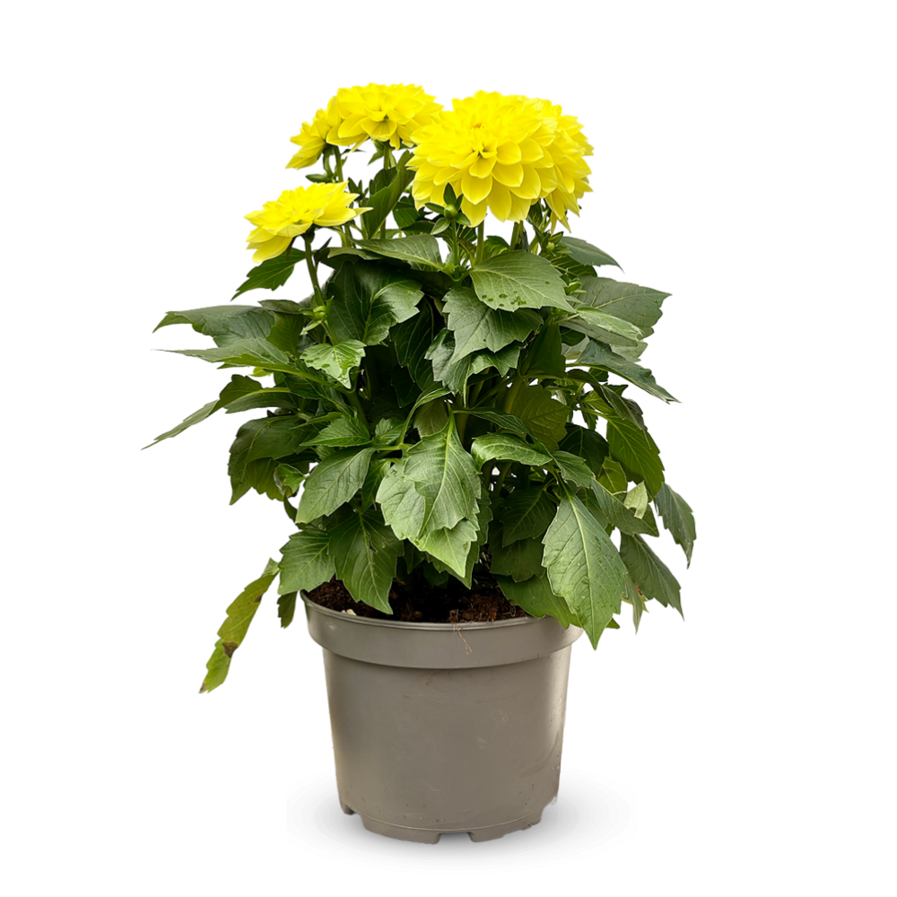 Dahlia - plante fleurie - ↕ 40-50 cm - ⌀ 19 cm - plante d'extérieur - fleur jaune