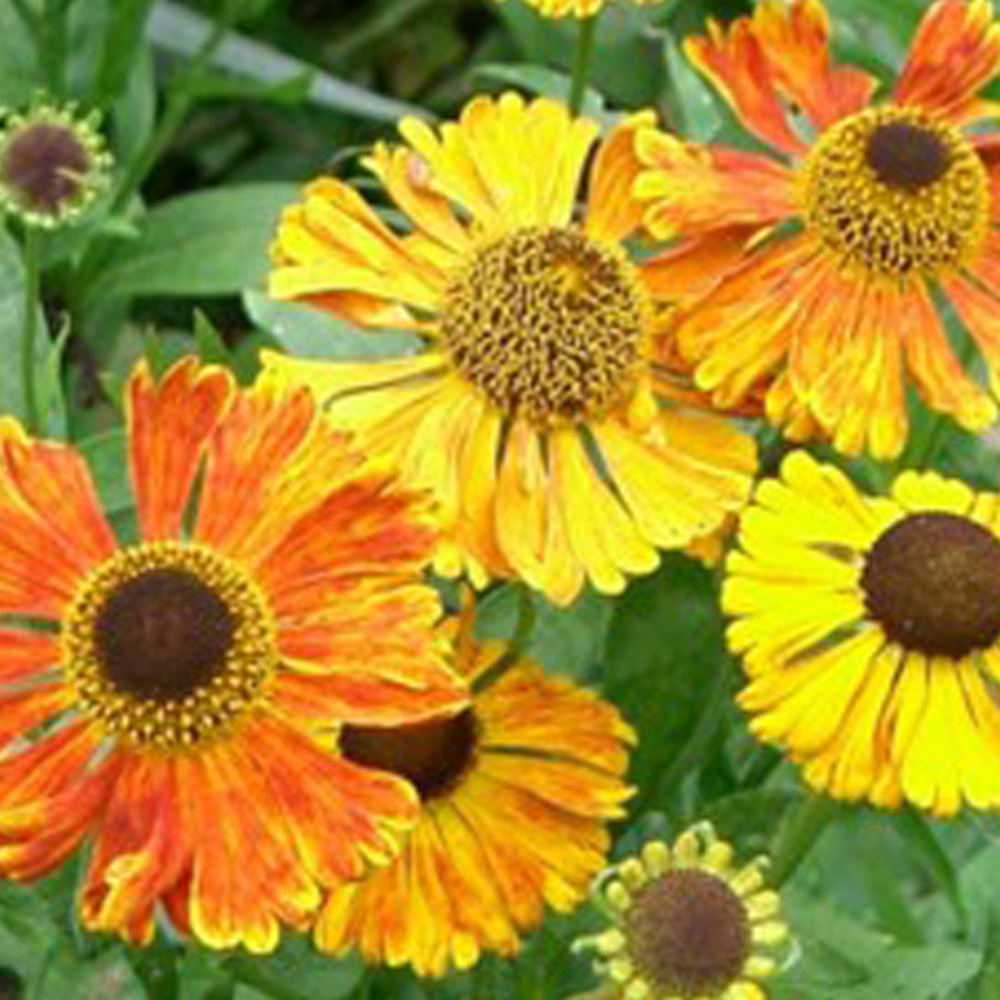 6 x hélénie 'waltraut' - helenium 'waltraut' - godet 9cm x 9cm