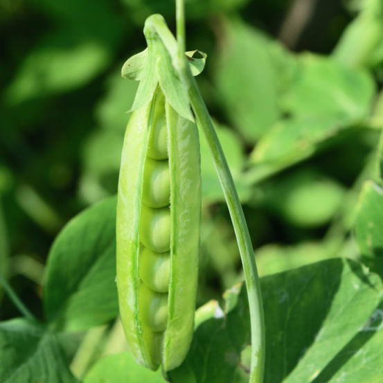 Plant petit pois cash motte 7cm