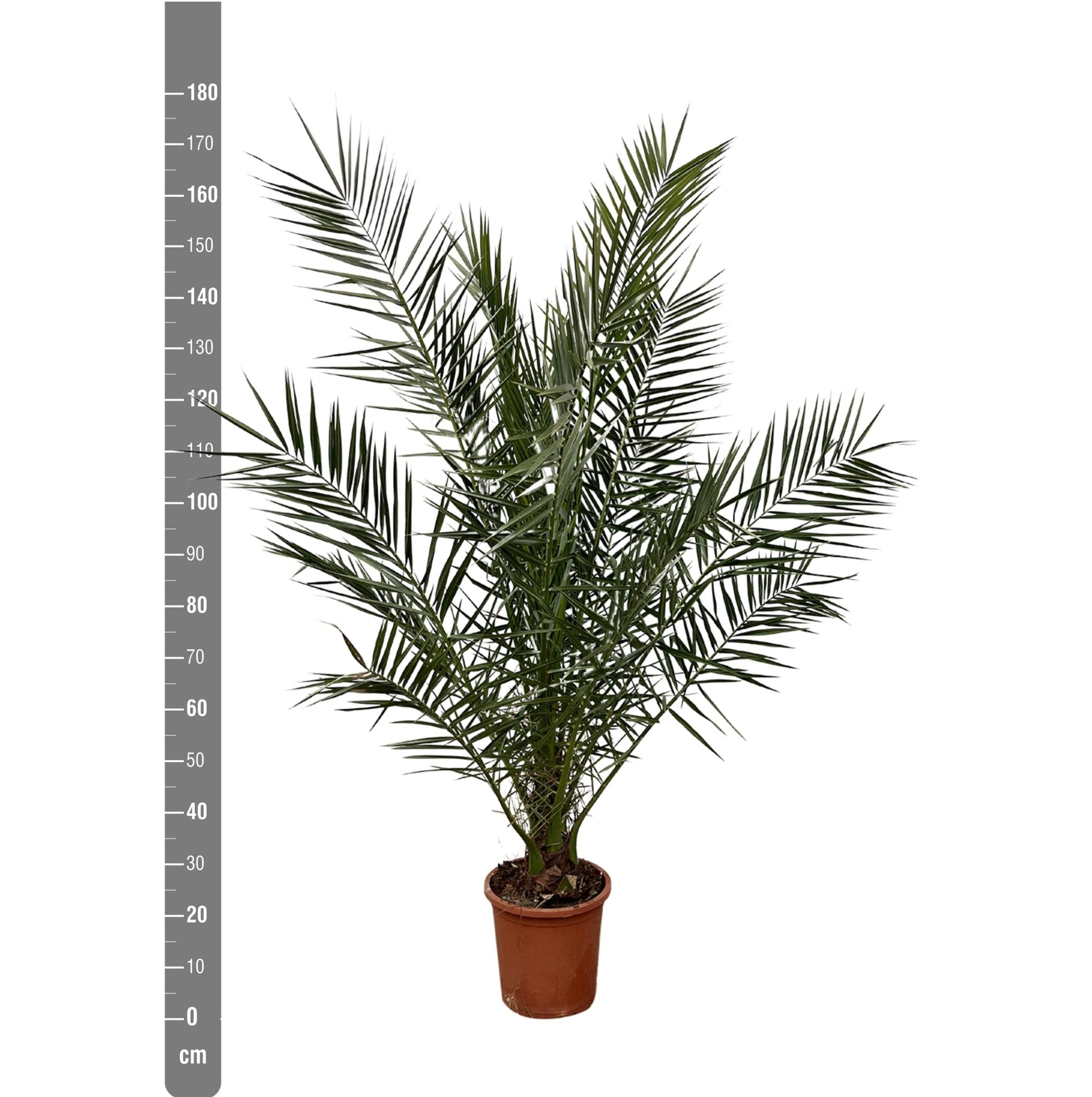 Phoenix canariensis - ↨180cm- ø25 - palmier d'extérieur
