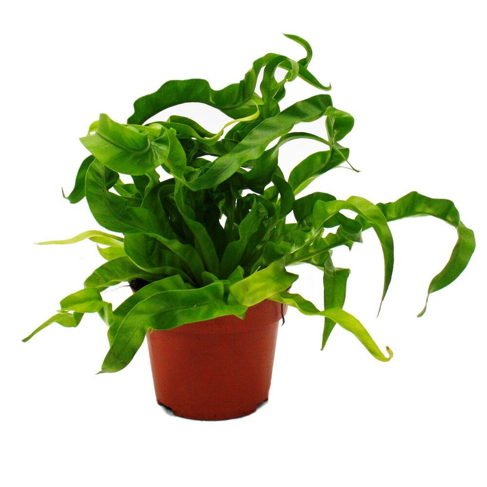 Asplenium antiquum hurricane variétés spéciales de fougères pour la chambre fougère nid pot de 12cm hauteur environ 25cm