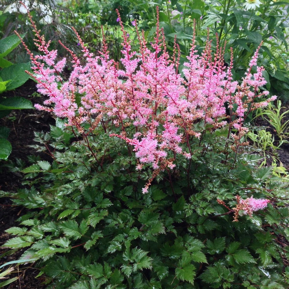 Astilbe du japon 'delft lace' godet de 8/9 cm