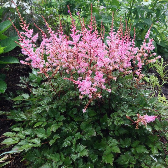 Astilbe du japon 'delft lace' godet de 8/9 cm