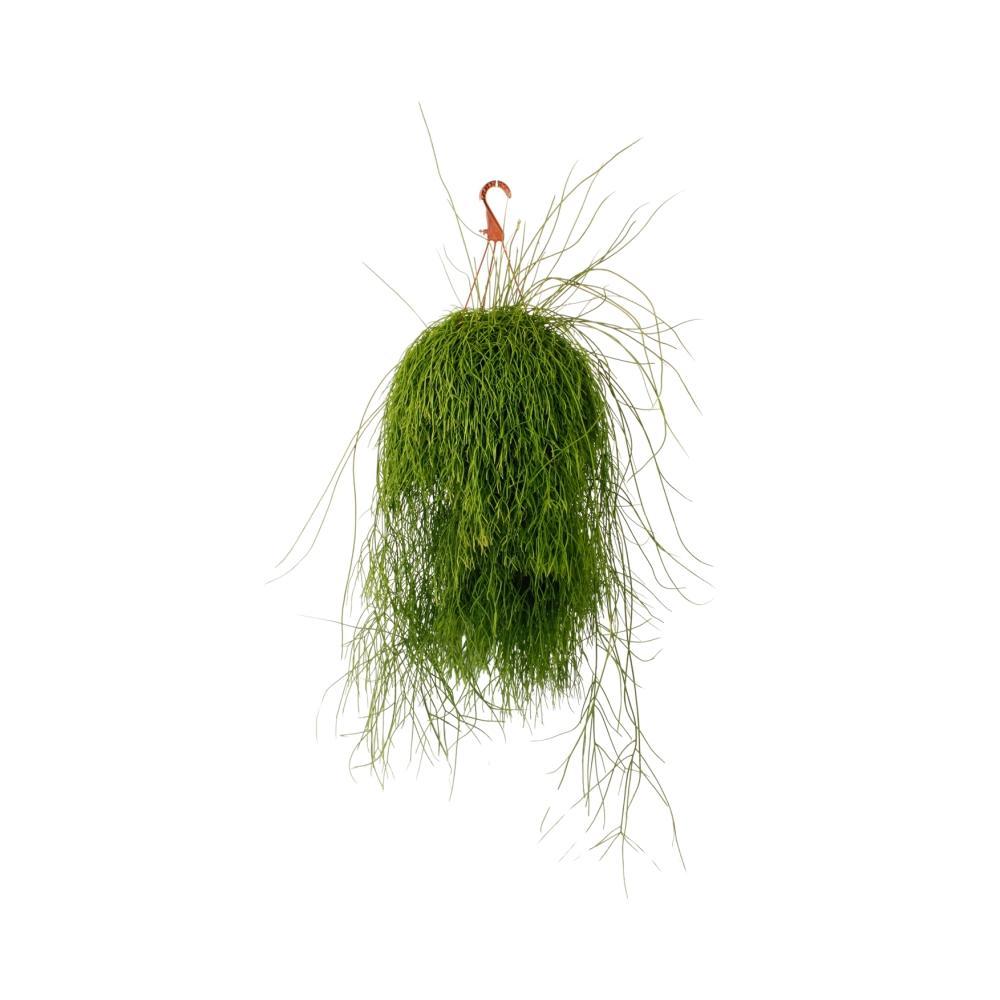 Plante d'intérieur - rhipsalis cassutha 50.0cm