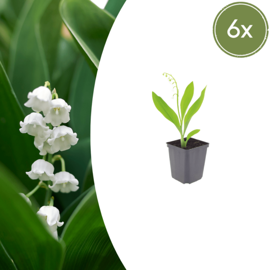 Muguet (convallaria majalis) 'muguet' - 6