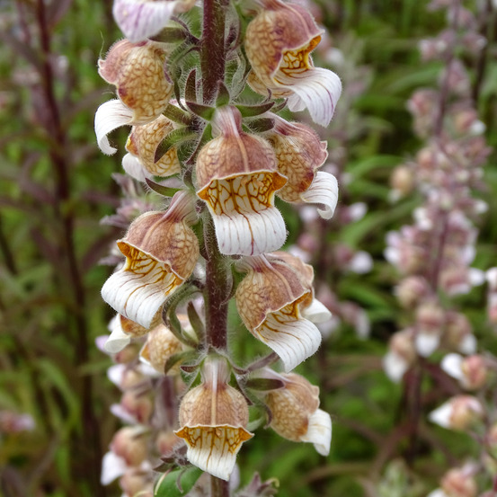 Digitale laineuse godet de 8/9 cm