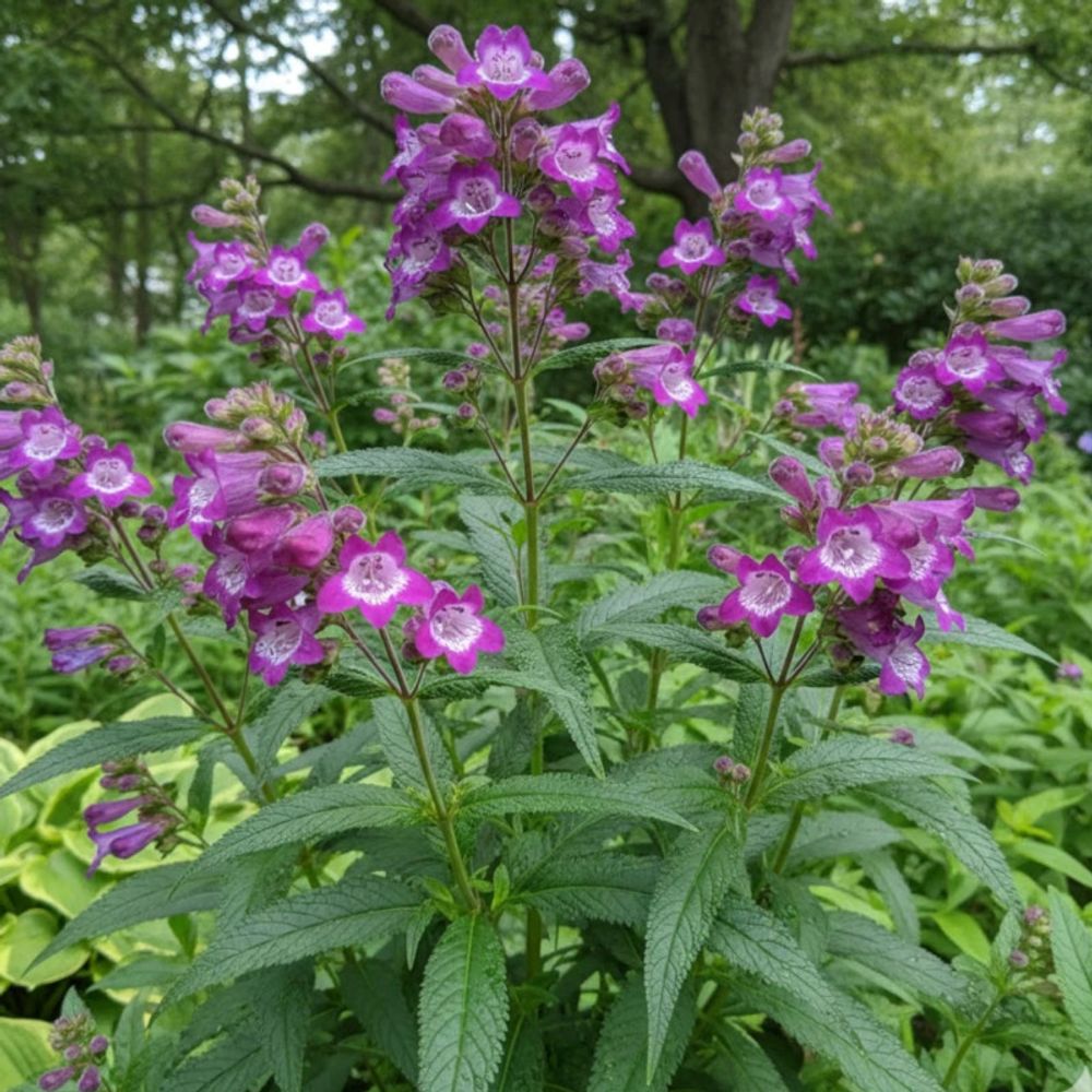 Penstemon vesuvius lot de 3 godets