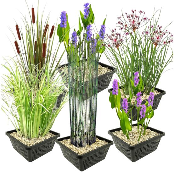 Plantes aquatiques 24 plantes aquatiques (6 variétés) - bassin complet