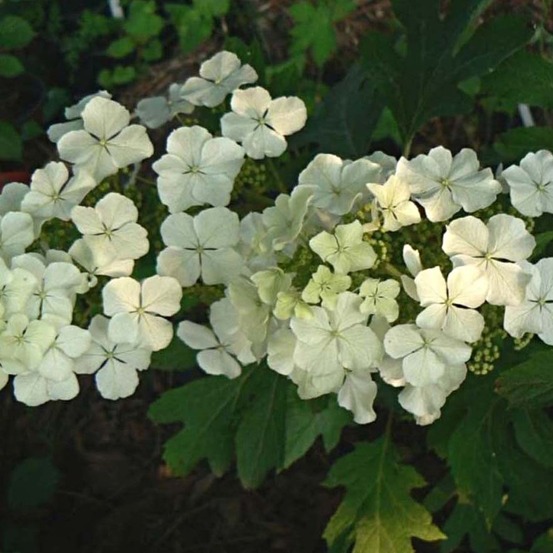Hortensia à feuilles de chêne 'ice crystal' pot de 4l/5l