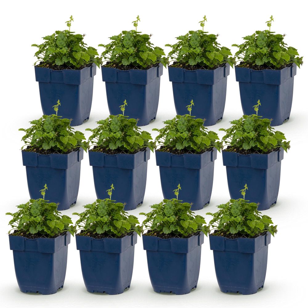 Campanule 'lisduggan variety' - lot de 12 - pot 11 cm - hauteur 25 cm