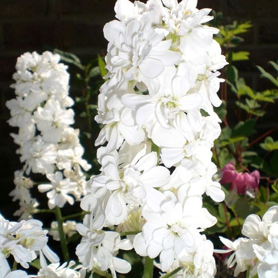 Julienne des jardins 'alba plena' godet de 8/9 cm