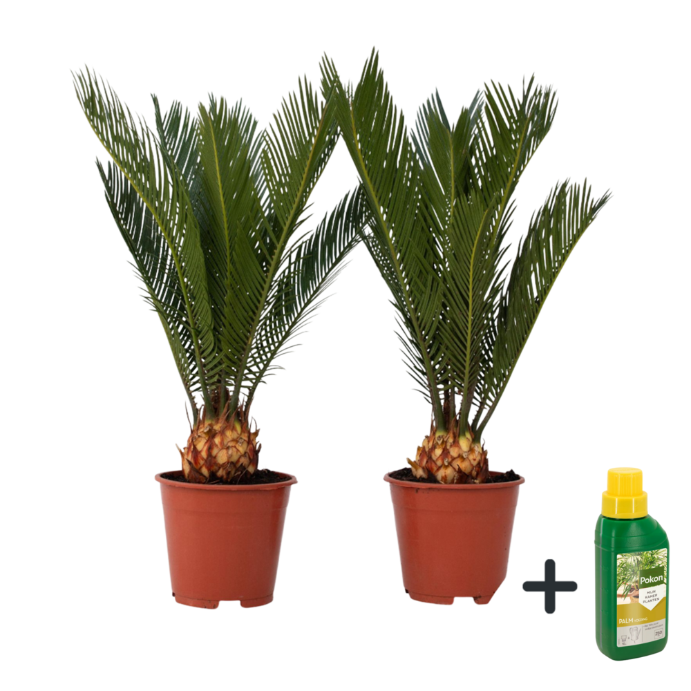 Sagou du japon - set de 2 - cycas revoluta - hauteur 45-60cm - ⌀15cm