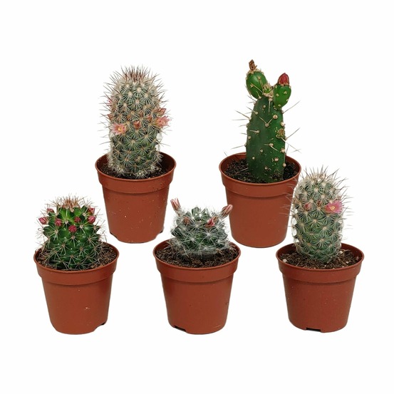 Cactus fleuri mélange - lot de 5