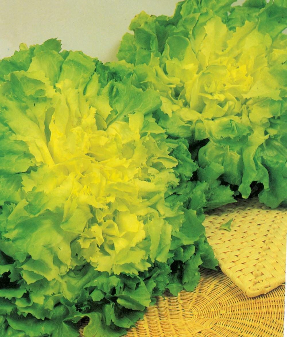 Chicoree scarole blonde coeur plein bio - 2 g