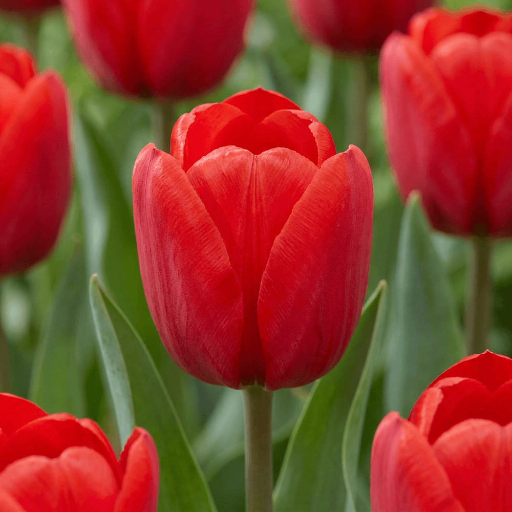 Tulipe triumph rouge (tulipa) - floraison printanière - calibre 11/12 - 30 bulbes