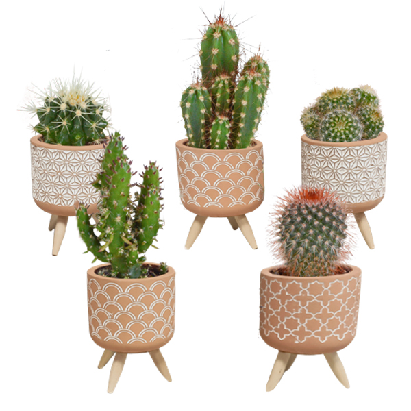 5x cactus mix - plante d'intérieur - multicolore - pot et béton terre cuite sur 3 pieds - ⌀5.5 cm - ↕5-10 cm