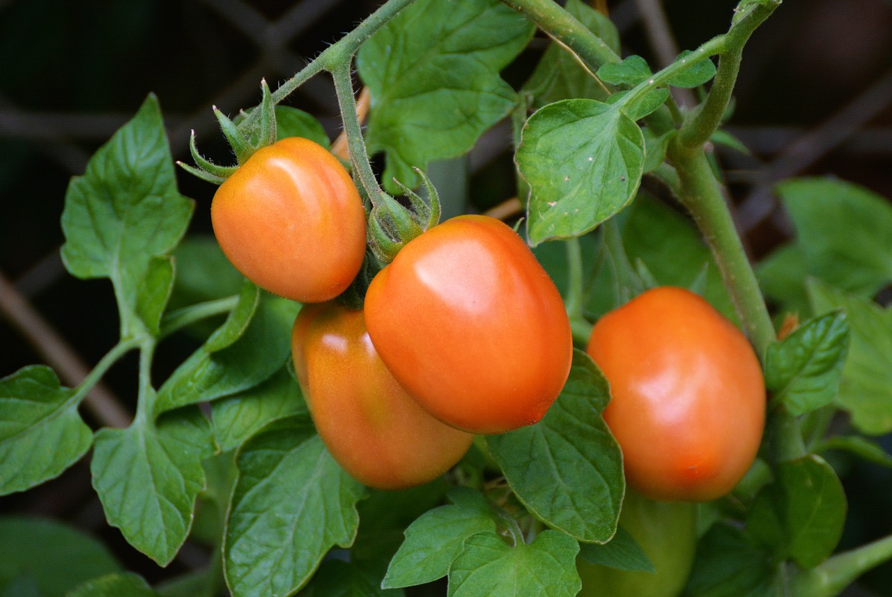 Sachet de graines de tomates roma - sachet de 1 grammes - petite entreprise française - made in france