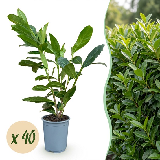 Laurier-cerise caucasica - lot de 40 - pot 9 cm - hauteur 25-35 cm