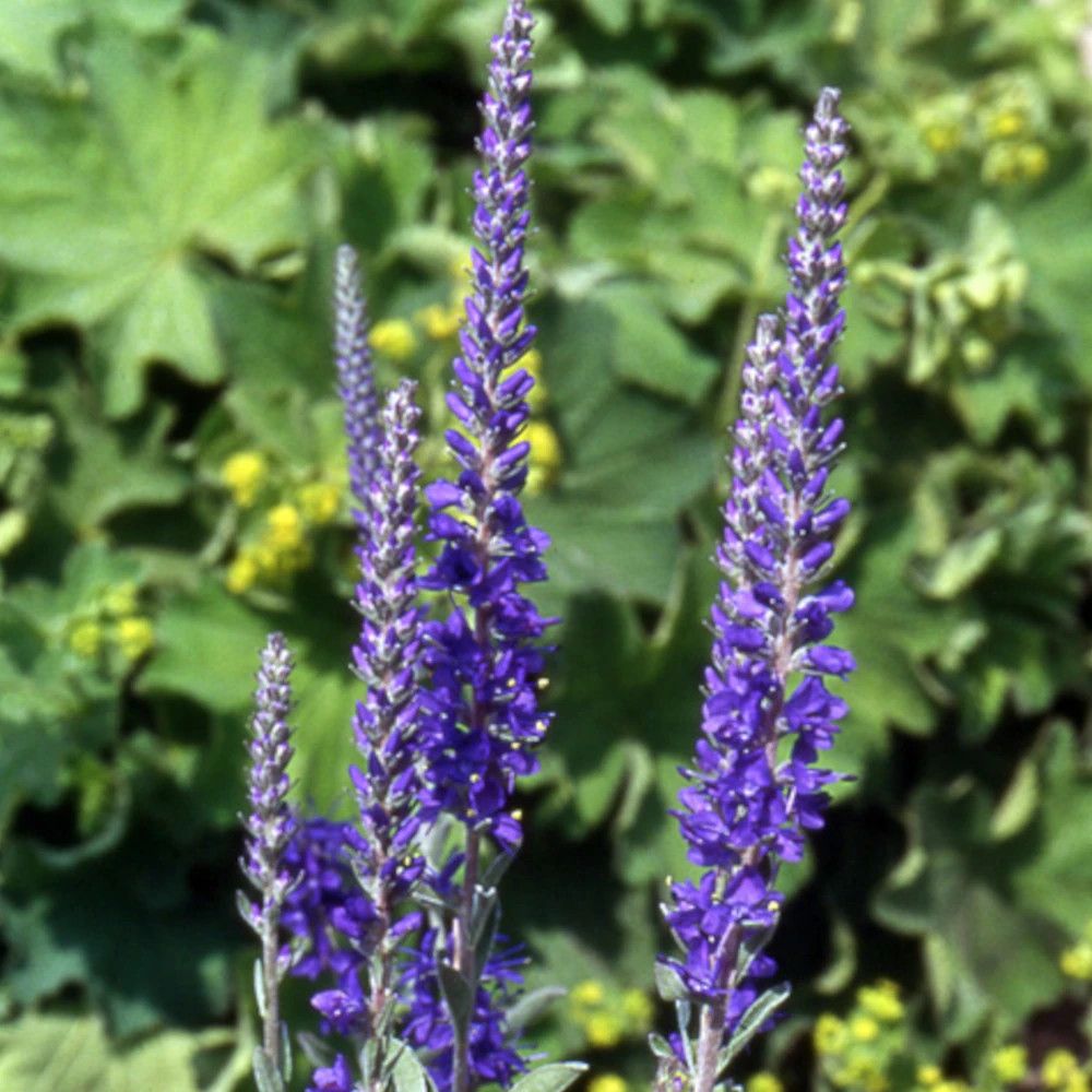 Véronique en épi spicata ssp. Incana lot de 5 godets