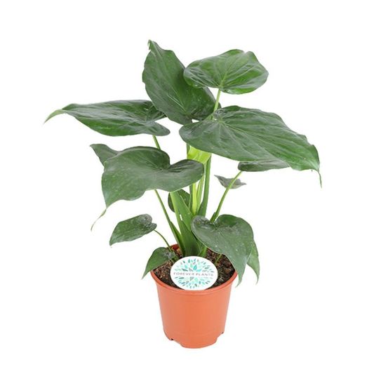 Alocasia cucullata - h80 cm - ø21 cm