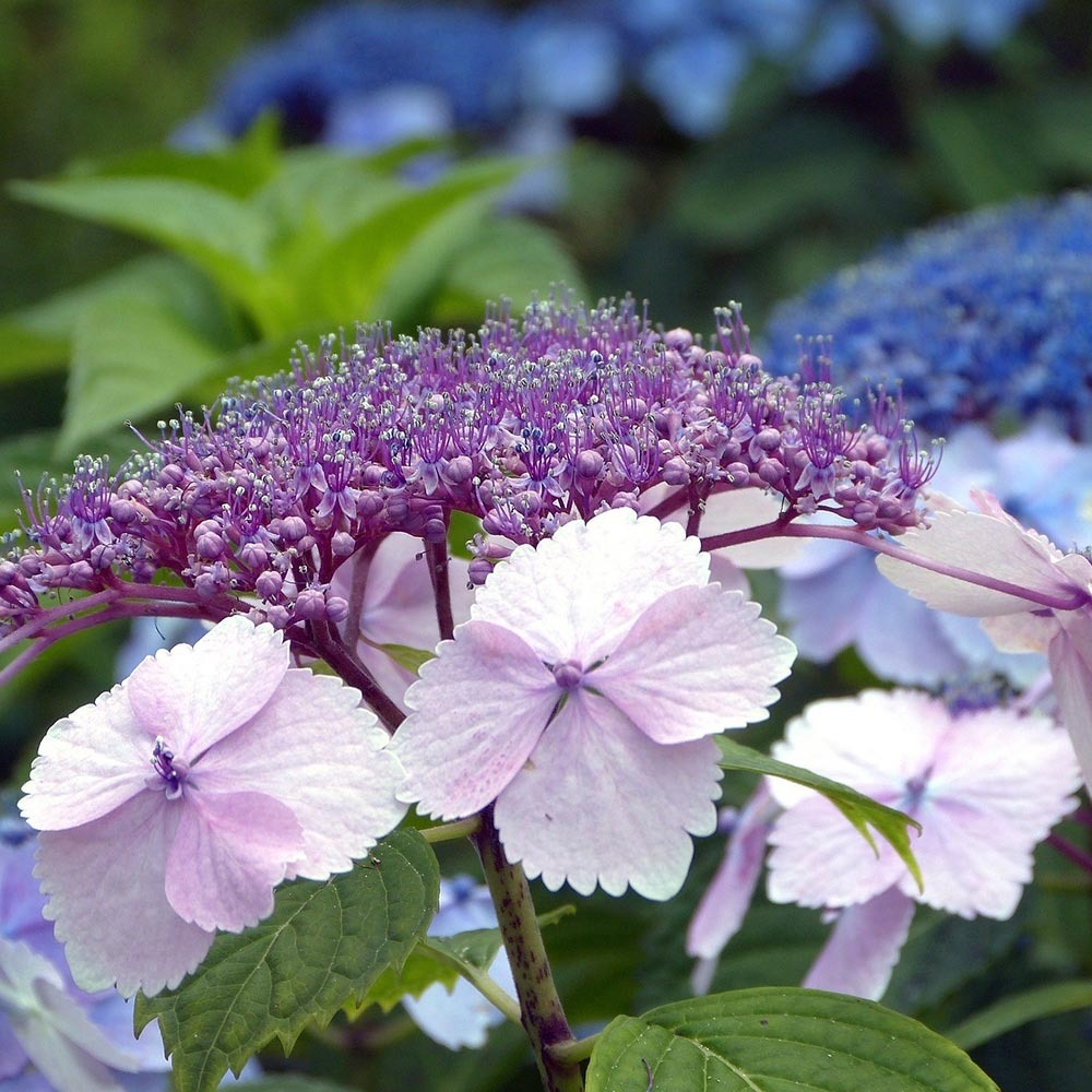 Hortensia 'klaveren' pot de 2l/3l