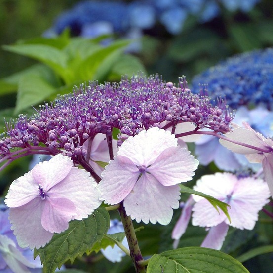 Hortensia 'klaveren' pot de 2l/3l