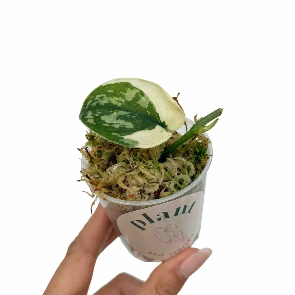 Scindapsus mayari variegata - pot de 6cm