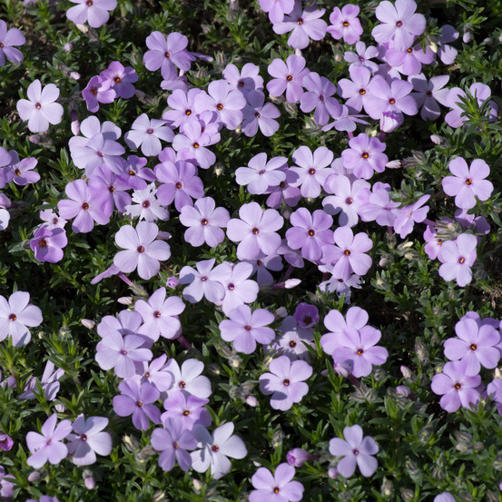 Phlox nain 'lilac cloud' godet de 8/9 cm