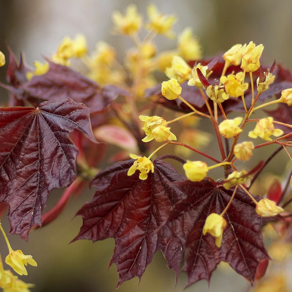 Erable à feuille de platane schwedleri, acer platanoides pot de 30l - tige 8/10 - 175/200 cm