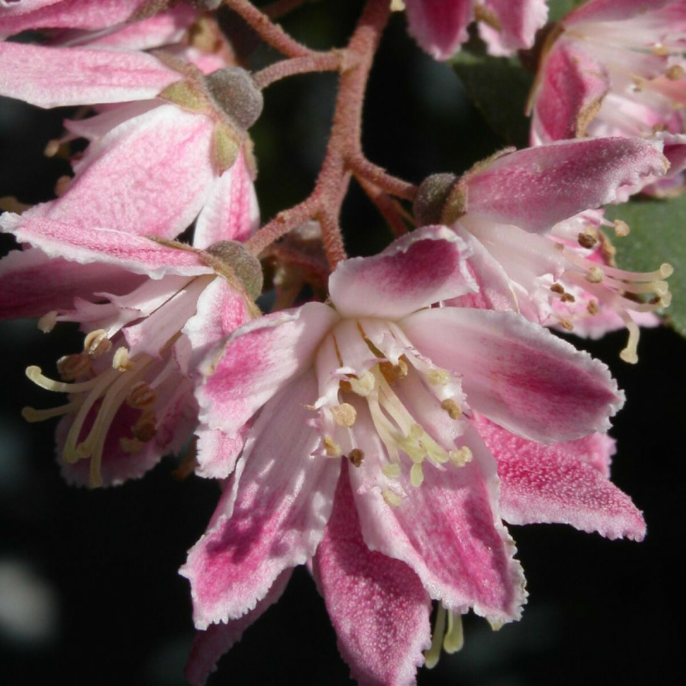 Deutzie perle rose, deutzia pot de 4l - 20/40 cm