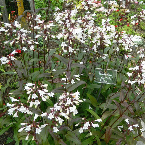 Penstemon husker red lot de 3 godets