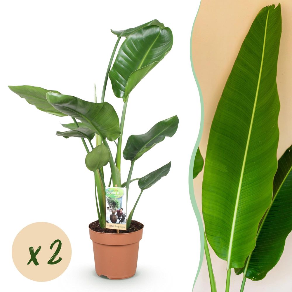 Strelitzia nicolai - fleur de paradis - lot de 2 plantes - pot de 17cm - hauteur 70-90cm