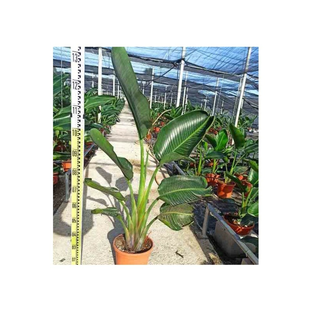 Strelitzia augusta ou strelitzia alba (oiseaux du paradis géant) pot 65l - plusieurs pieds - 150/175cmcm