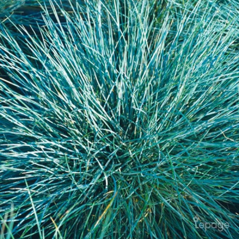 2 Fétuques Bleues (Festuca Glauca 'Azurit'…