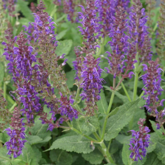 Sauge des bois mainacht lot de 9 godets