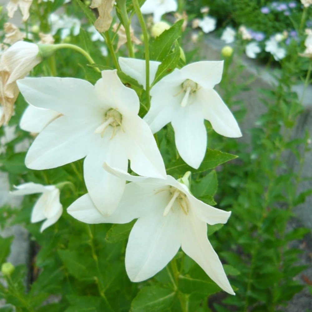 Platycodon grandiflorus 'fuji white' godet de 7/8 cm
