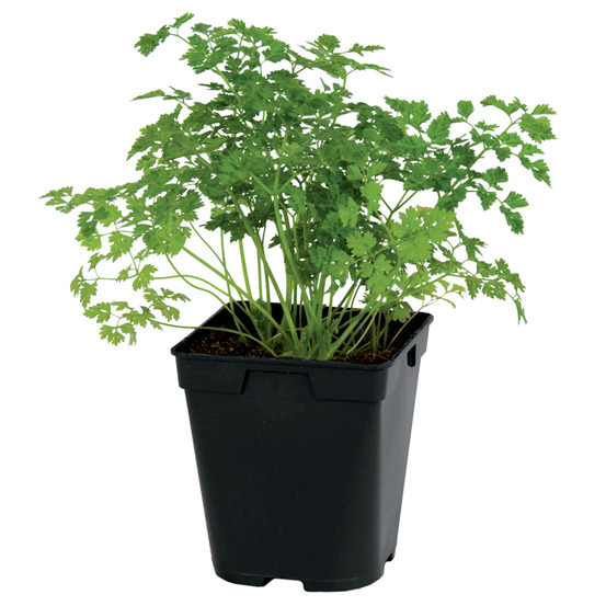 Cerfeuil pac pot 1 l
