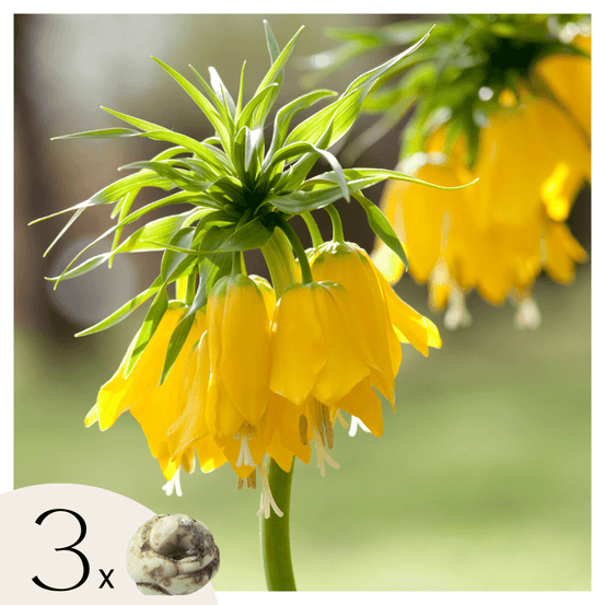 Fritillaire jaune - set de 3 - fritillaria 'lutea' - bulbes à fleurs - jaune