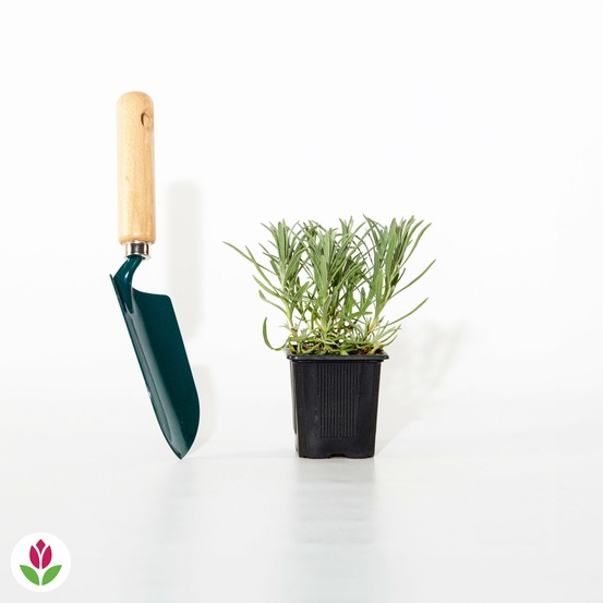 Lavande de grasse, le pot / 8cm / hauteur livrée 5-10cm