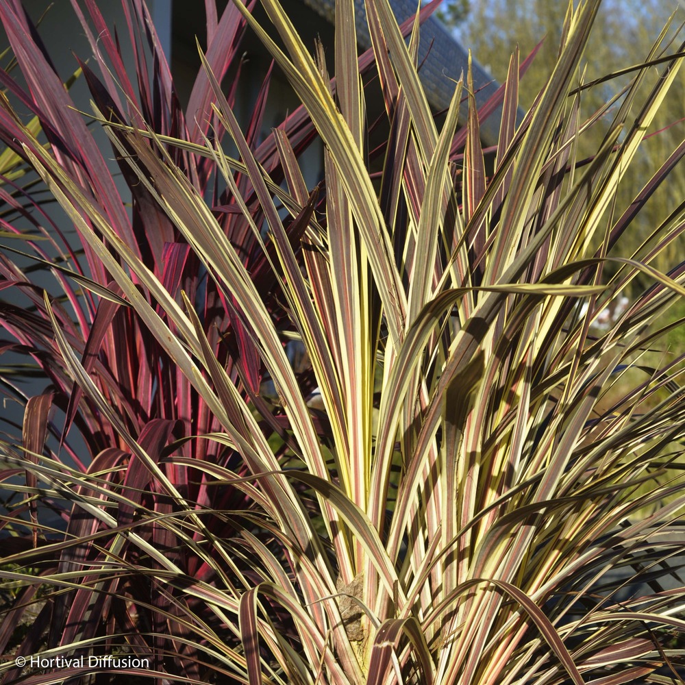 Cordyline 'electric flash ' pot de 3l/4l
