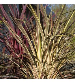 Cordyline 'electric flash ' pot de 3l/4l