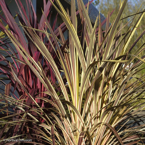 Cordyline 'electric flash ' pot de 3l/4l