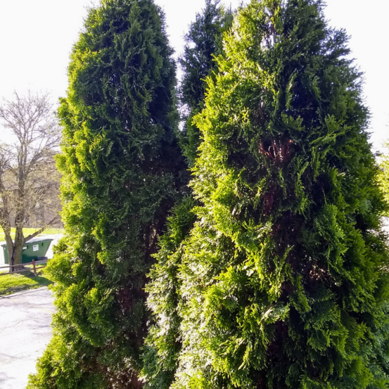 Thuya du canada smaragd - thuja occidentalis smaragd 80cm en pot