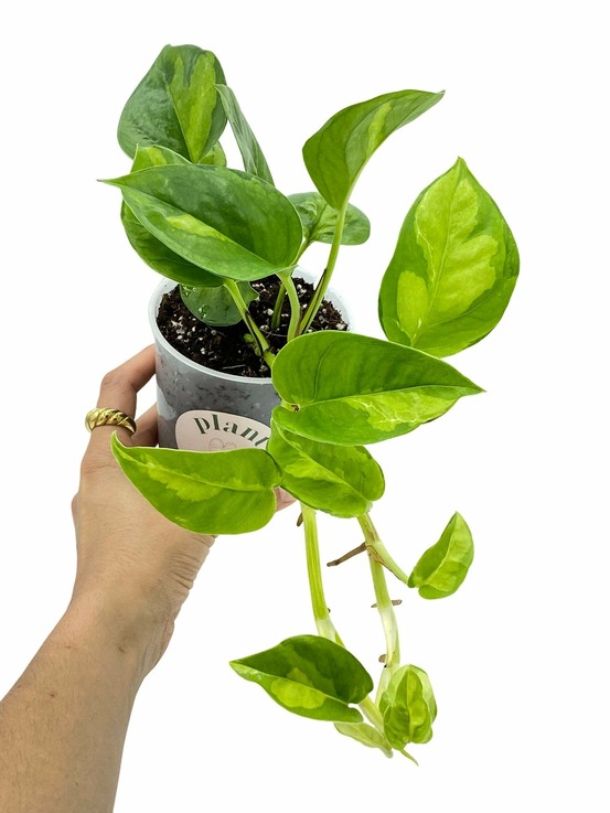 Epipremnum global green - pot de 9cm